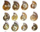 Lot: Polished Whole Ammonite Fossils - Pieces #116584-2